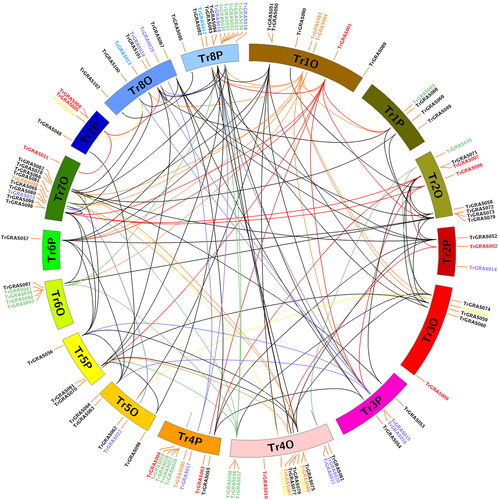 Figure 3. Chromosomal distribution and gene duplication analysis of the TrGRAS genes in white clover.Note: All gene duplications were identified using MCSanX software, and they were displayed using CIRCOS software. All TrGRAS genes are labeled with red short line, and genes with duplication event are linked with black curve.