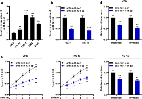 Figure 4. MiR-134-5p inhibits the proliferation and aggressiveness of KG-1a and U937 cells. A. qRT-PCR showed that miR-134-5p expression was up-regulated in AML cell lines (KG-1a, THP-1, K562 and U937) compared with the human normal stromal cells (HS-5). B. qRT-PCR revealed that miR-134-5p expression was down-regulated in U937 and KG-1a cells transfected with miR-134-5p inhibitor. C. CCK-8 assay showed the viability of KG-1a and U937 cells was significantly decreased after the transfection of anti-miR-134-5p. D. Transwell assay indicated that the migration and invasion of KG-1a and U937 cells were decreased after the transfection of anti-miR-134-5p. * P < 0.05, ** P < 0.01, and *** P < 0.001.