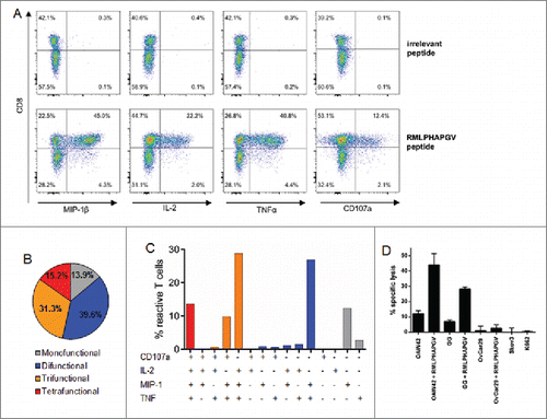 Figure 2. Multi-functionality and cytotoxicity of in vitro primed T cells reacting to RMLPHAPGV. (A) T cells show significant expression of TNFα, MIP-1β, IL-2 and CD107a after 6 h incubation with RMLPHAPGV. Numbers in the plot reflect percentage of reactive T cells for the respective marker. (B) Reactive T cells show different degrees of functionality. Only T cells expressing at least one activation marker (60.1% of all RMLPHAPGV-specific T cells) are displayed. 39.9% of RMLPHAPGV-tetramer-specific T cells did not react upon peptide stimulation. (C) Different combinations of activation markers are represented within the reactive T-cell population. (D) Percentage of specific lysis by antigen-specific T cells was determined by 51chromium release assay after 24 h coincubation with different RMLPHAPGV peptide-loaded or peptide-unloaded OvCa cell lines or HLA-negative K562 cells. Experiments were performed in triplicates with a 30:1 E:T ratio.