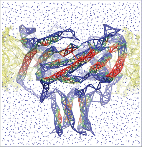 Figure 1. Finite-element representation of an open E.coli MscL model. The conformation was taken from explicit-medium MD simulation.Citation8 Lipids (yellow) are shown as bonds between the heavy atoms within 4 Å cut-off. Protein is shown as a meshwork of thick bonds between the α-carbons within 7 Å (colored by solvation: red-hidden, blue-solvated). Water is pictured as blue dots.