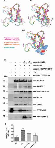 Figure 6. The oligodendroglial-specific protein TPPP/p25A is a putative CMA substrate, containing a KFERQ-like motif necessary for CMA targeting. (A) X-ray crystallography revealed the 3D structure of the rat TPPP3/Cgi-38 protein (PDB id: 1WLM) [homologous to the human TPPP/p25A (NM_001108461)]. The KFERQ-like motif region is in a loop, surrounded by two α-helices, fully exposed to the solvent. (B) Representative immunoblot of recombinant TPPP-p25A in vitro degradation via isolated rat brain-derived lysosomes. Lysosomes were incubated with 0.2 μg of recombinant human TPPP/p25A protein in the absence or the presence (as negative control) of protease inhibitors (PIs). The addition of increasing amounts of recombinant human monomeric SNCA (0.6 μg or 1.2 μg) reveals the competition of the two substrate proteins (SNCA and TPPP/p25A) for CMA targeting. Recombinant HSPA8/HSC70 was used for the substrate translocation to the lysosomes. The presence of purified lysosomes was verified by the detection of LAMP2A, LAMP1, ACTB and CTSD (cathepsin D; loading control) protein levels. (C) Quantification of the levels of human recombinant TPPP/p25A protein upon its degradation via purified rat brain-derived lysosomes in the presence or the absence of PIs or recombinant human monomeric SNCA. Data are expressed as the mean ± SE of three independent experiments; *p < 0.05, by one-way ANOVA with Tukey’s post hoc test.