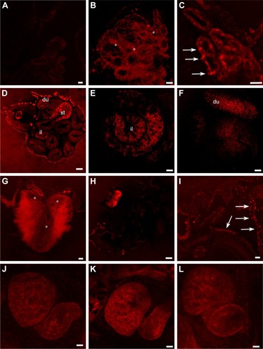 Figure 8 gH625-QDs confocal localization in stage 46 Xenopus laevis embryos.Notes: (A) Control section. (B, C) Optical sections of primordium of lung treated with (B) naked QDs and (C) gH625-QDs. QDs localize in the form of widespread dots (B, asterisks) in contrast gH625-QDs, which are disposed in small fluorescent areas (C, arrows). In the intestine (D–F), gH625-QDs are visible only in some stretches: st, du and il. Hindbrain shows a slight localization of gH625-QDs (G, asterisks). (H) QDs are barely visible in the gills (I) gH625-QDs have a distribution similar to the gills (arrows). (J–L) QDs and gH626-QDs are not visible in the heart. Bars: (A–C, G, I) =20 µm; (E, F, K, J, L) =50 µm; (H) =100 µm; (D) =200 µm.Abbreviations: du, duodenum; il, ileum; QDs, quantum dots; st, stomach.