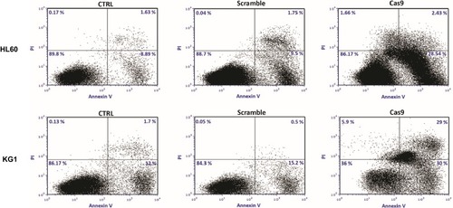 Figure 5 Targeting of survivin resulted in the induction of apoptosis in leukemic cell lines. 48 hrs after cotransfection of sgRNAa, sgRNAb, sgRNAc cells were stained with Annexin V and PI. The cells were subjected to flow cytometry analysis right away. Representative analysis of at least three flow cytometry analysis was shown.