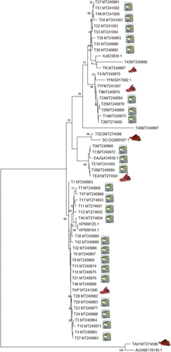 Figure 2. Phylogenetic tree obtained from sequence divergence of a Cytb gene for 53 sequences of Tuna. NJ tree inferred from TN distances between sequences of partial Cytb gene in 25 samples of Katsowonus pelamis Sequences starting with “TKP” species, 10 samples of Thunnus Thynnus Sequences starting with “TR” species, 8 samples Thunnus albacares sequences starting with “TYF” species, 5 samples Euthynnus alleteratus sequences starting with “TEU” species, 1 sample Auxis rochei sequences starting with “TAX” species, 1 sample Sarda sarda Sequences starting with “TSD” species and the sequenced gene referenced in the NCBI GenBank; Numbers denote bootstrap percentages based on 1500 replications from neighbor-joining analysis.Figura 2. Árbol filogenético obtenido a partir de la divergencia de secuencias de un gen Cytb para 53 secuencias de atún. Árbol NJ inferido a partir de las distancias TN entre las secuencias del gen Cytb parcial en 25 muestras de Katsowonus pelamis; secuencias que comienzan con la especie “TKP”, 10 muestras de Thunnus Thynnus; secuencias que comienzan con la especie “TR”, ocho muestras de Thunnus albacares; secuencias que comienzan con la especie “TYF”, cinco muestras de Euthynnus alleteratus; secuencias que comienzan con la especie “TEU”, una muestra de Auxis rochei; secuencias que comienzan con la especie “TAX”, una muestra de Sarda sarda; secuencias que comienzan con la especie “TSD” y el gen secuenciado referenciado en el NCBI GenBank. Los números denotan los porcentajes de bootstrap basados en 1,500 réplicas del análisis de unión de vecinos.