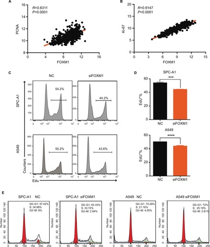 Figure 6 FOXM1 promotes proliferation in lung cancer cells.Notes: (A) Pearson’s correlation was employed to analyze the correlation between PCNA and FOXM1 mRNA expression in 576 lung cancer samples in the available RNA-seq database downloaded from UCSC Xena (http://xena.ucsc.edu/; R=0.6311, P<0.0001). (B) The correlation between Ki-67 and FOXM1 mRNA expression in 576 lung cancer samples in the available RNA-seq database downloaded from UCSC Xena was measured by Pearson’s correlation (R=0.9147, P<0.001). (C, D) EdU assays were performed to evaluate the effect of CENPU knockdown on the growth of SPC-A1 and A549 cells. (E) Cell cycle analysis of SPC-A1 and A549 cells transfected with siFOXM1 or NC siRNA. ****P<0.0001; ***P<0.001 (mean ± SEM).Abbreviations: EdU, 5-ethynyl-2’-deoxyuridine; FOXM1, Forkhead box protein M1; NC, negative control; PCNA, proliferating cell nuclear antigen; SEM, standard error of the mean; siFOXM1, FOXM1 siRNA.