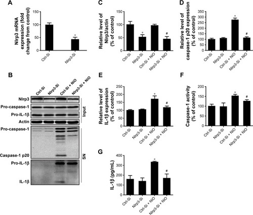 Figure 6 Nlrp3 siRNA blocks NLRP3 inflammasome activation and IL-1β release induced by NiONPs.Notes: (A–C) Nlrp3 mRNA and protein expression in LPS-primed macrophages transfected with either control siRNA or Nlrp3 siRNA and stimulated (or not) with NiONPs. (D, E) The processed caspase-1 and IL-1β levels in culture SN and (F) caspase-1 activity were determined. (G) IL-1β release in culture SN of LPS-primed macrophages transfected with either control siRNA or Nlrp3 siRNA stimulated (or not) with NiONPs. *P<0.05 compared with the control siRNA group, and #P<0.05 compared with the NiONP group.Abbreviations: IL, interleukin; LPS, lipopolysaccharides; NiONP, nickel oxide nanoparticle; SN, supernatant.