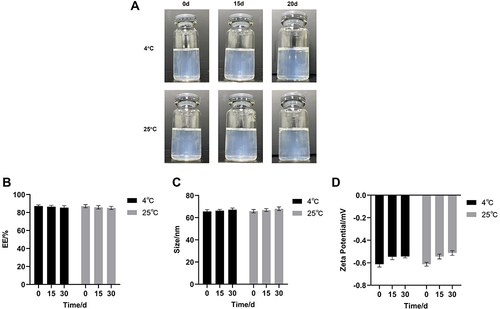 Figure 4 Stability results of S-LPs@Tet. (A) The appearance of S-LPs@Tet over time. (B) EE of S-LPs@Tet over time; (C) Particle size of S-LPs@Tet over time. (D) Zeta potential of S-LPs@Tet over time.