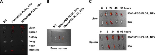 Figure 5 Pharmacokinetics and biodistribution analysis by ex vivo imaging system.Notes: (A) Six-week-old wild-type C57BL/6J mice were intraperitoneally injected with IDA/mPEG-PLGA NPs. Liver, spleen, heart, lung, kidney, and intestine were dissected out after administration for 6 hours. The 540Ex/620Em was used to analyze DsRed fluorescence by IDA and captured by ex vivo imaging system. (B) Six-week-old wild-type C57BL/6J mice were intraperitoneally injected with IDA/mPEG-PLGA NPs. Bone marrow was dissected out after administration for 6 hours for subsequent ex vivo imaging analysis. (C) Ex vivo imaging analysis for liver and spleen, which were dissected out after mice were injected with IDA (3 mg/kg) or IDA/mPEG-PLGA NPs (3 mg/kg) for 2, 24, 48, and 96 hours.Abbreviations: IDA, idarubicin; mPEG-PLGA, methoxy poly(ethylene glycol)-b-poly(l-lactide-co-glycolide); NPs, nanoparticles.