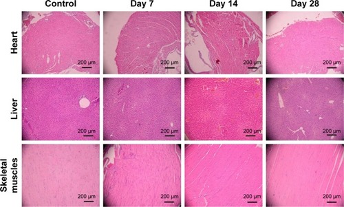 Figure 4 H&E staining of murine organs after the injection of Sal-Ptx-NP-Gel.Abbreviations: Sal, salinomycin; Ptx, paclitaxel; NP, nanoparticle; Gel, hydrogel.