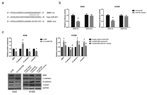 Figure 6. circMAT2B promotes EMT in NSCLC cells by sponging miR-431. (a) The putative miR-431 binding site in ZEB1 mRNA sequence. (b) The luciferase reporter activity of ZEB1-wt or ZEB1-mut in A549 and H1299 cells after co-transfection. (c) The expression of EMT-related proteins in A549 and H1299 cells after transfection, detected by western blot analysis. *P< 0.05 vs. mimics NC-transfected cells; #P< 0.05 vs. si-NC or empty vector+mimics NC-transfected cells; @P< 0.05 vs. circMAT2B overexpression plasmid+mimics NC-transfected cells