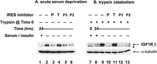 Figure 4. IRES inhibitor cpd_P blocks de novo synthesis of IGF1R in response to acute serum deprivation. (A) SUM159 breast tumor cells were seeded in 6-well plates and allowed 48 h in full serum media to recover and resume proliferation. Then, the standard growth media (which includes 5% fetal calf serum and 5 μg/ml insulin) was replaced with media containing only 0.5% FCS and no supplemental insulin, along with IRES inhibitor lead cpd_P, analog P-2 or P-3, candidate lead cpd_T (each at 10 μg/ml), or vehicle (0.1% DMSO) control. After 24 h, cells were harvested, whole cell lysates prepared, equivalent aliquots separated by SDS/PAGE and analyzed by western blot for IGF1R. (B) Trypsin catabolism combined with serum deprivation. SUM159 breast tumor cells were trypsinized and reseeded into 6-well plates and incubated immediately in the presence of compounds as indicated, in low serum media (0.5% FCS, no supplemental insulin). Robust regeneration and upregulation of IGF1R is observed within 24 h in vehicle (DMSO) treated cells, however, this is completely blocked in the presence of IRES inhibitor cpd_P or analogs P-2 or P-3. *asterisk marks the position of trypsin-degraded IGF1R.