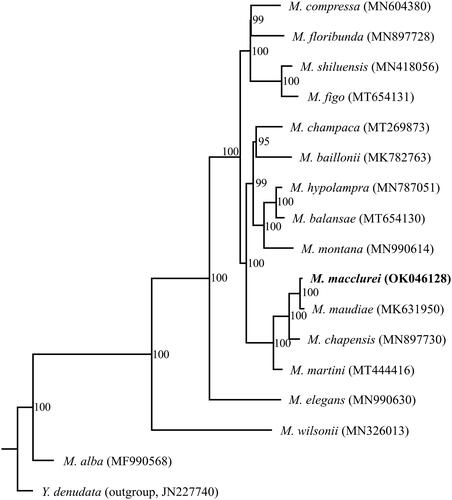 Figure 1. Phylogenetic tree inferred by maximum likelihood (ML) method based on complete chloroplast genomes of 16 Michelia species with Yulania denudata as an outgroup. Numbers near the nodes represent ML bootstrap values. The phylogenetic tree based on 79 protein-coding genes is completely consistent with this topology.