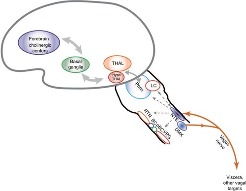 Figure 2 Putative pathways involved in vagus nerve stimulation.Notes: Stimulation of the vagus activates ascending pathways that alter neural circuits in the brain stem, midbrain, and cortex. Regions that are impacted by vagus nerve stimulation based on past research are included in this diagram.Abbreviations: NTS, nucleus tractus solitarii; DMX, dorsal motor nucleus of the vagus; LC, locus coeruleus; THAL, thalamus; HypoTHAL, hypothalamus; RTN, retrotrapezoid nucleus; BC, Bötzinger complex; pBC, preBötzinger complex; VRG, ventral respiratory group.