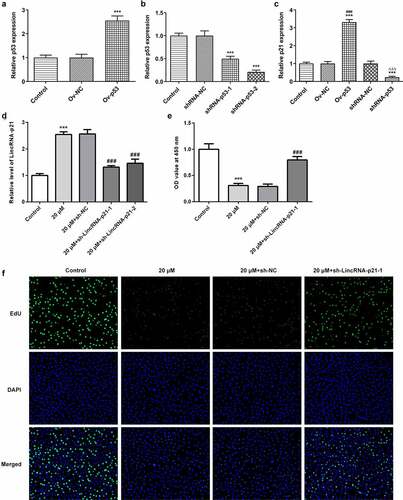 Figure 2. Cisatracurium inhibits the proliferation of OVCAR-3 cells by activating lincRNA-p21. (a) Overexpressed efficiency of p53 expression was detected by real-time PCR. ***p < 0.001 vs. Control. (b) Knockdown efficiency of p53 expression was detected by real-time PCR. ***p < 0.001 vs. Control. (c) LincRNA-p21 expression in OVCAR-3 cells transfected with Ov-p53 or shRNA-p53 was detected by real-time PCR. ***p < 0.001 vs. Control; ###p < 0.001 vs. Ov-NC; ∆∆∆p < 0.001 vs. shRNA-NC. (d) Knockdown efficiency of lincRNA-p21 expression was detected by real-time PCR. (e) Cell proliferation was determined by CCK-8 assay. (f) Cell proliferation was determined by Edu staining. ***p < 0.001 vs. Control; ###p < 0.001 vs. 20 μM+sh-NC. n = 3