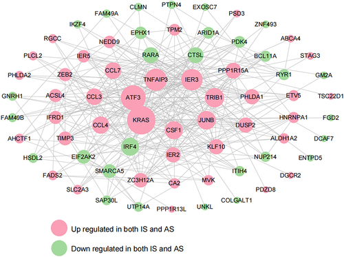Figure 6 PPI network of shared DEGs.Green and pink nodes represent downregulated and upregulated shared DEGs.