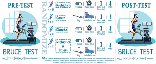 Figure 1. Study design and supplementation protocol.