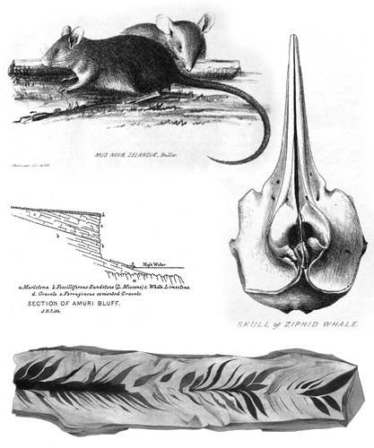Figure 3. Examples of the illustrations that Buchanan drew for publication, mainly in the Transactions of the New Zealand Institute. Top: Native kiore, identified by W. Buller. Transactions vol III plate 3. Middle left: Section at Amuri Bluff recorded by Buchanan. Report of Geological Explorations 4, between p. 37 and 38. Middle right: Whale skull. Transactions vol III plate XV. Bottom: Unpublished drawing of fossil leaves that Hector named Auricurites buchanani. GNS Science, Lower Hutt.