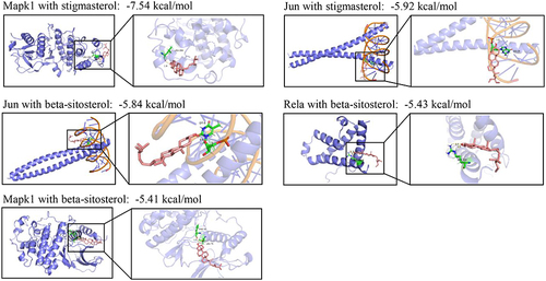 Figure 8 Molecular docking analysis. Molecular docking showed that stigmasterol and beta-sitosterol bind to Mapk1, Jun, and Rela.