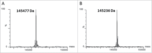 Figure 3. The cysteinylation on C80 can be removed by mild reducing conditions. Mass spectrometry analysis of deglycosylated (panel A) and deglycosylated/decysteinylated (panel B) xi155D5. The observed mass of 145236 Da matches the predicted mass of the deglycosylated/decysteinylated mAb.