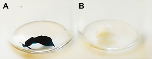 Figure 8 Appearance of PLGA-PLL (A) vs PLGA-PLL-AF750 (B) copolymers.Abbreviations: PLGA, poly(lactic-co-glycolic acid); PLL, poly-l-lysine.