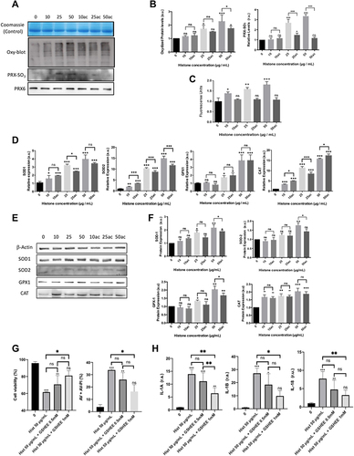 Figure 2 Analysis of oxidative stress markers, cell membrane potential and antioxidant defenses in HUVEC-treated with different concentrations of native or hyperacetylated extracellular histones. (A) Oxyblot of the carbonylated proteins and WB for oxidized Prx6-SO3, Coomassie blue gel was used as loading control for oxyblot and PRX6 total levels were used as reference of its peroxidized form; (B) Densitometry of the relative levels for carbonylated proteins and oxidized Prx6-SO3; (C) Cell membrane potential measured with the DIBAC probe by means the use of flow cytometry after counting 10,000 cells per each condition; (D) Relative expression of genes codifying for antioxidant enzymes (SOD1, SOD2, GPX1 and CAT) by RT-qPCR; (E) the WB of antioxidant enzymes (SOD1, SOD2, GPX1 and CAT); (F) Relative expression of the antioxidant enzymes quantified by densitometry of specific bands in the WB membrane and using β-actin as a loading control. (G) HUVEC cell viability and Annexin V/PI-positive cells after incubation with GSH-EE and native histones treatment analyzed by flow cytometry after counting 10,000 cells per each condition; (H) Relative expression levels of IL1A (left), IL1B (middle) and IL18 (right) determined by RT‐qPCR. Data are expressed as mean±SEM of 3–6 independent experiments. *P < 0.05; **P < 0.01; ***P < 0.001 versus histones 0μg/mL. The lines at the top of columns indicate differences between compared conditions.