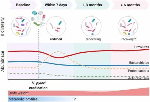 Figure 2. The impact of Helicobacter pylori eradication on the gut microbiome