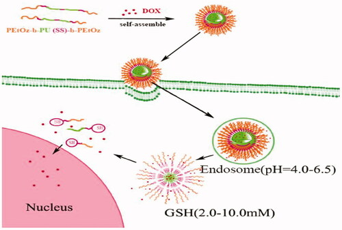 Scheme 1. Schematic illustration for self-assembly and dual-responsive drug release of DOX-loaded PEtOz-b-PU(SS)-b-PEtOz micelles.