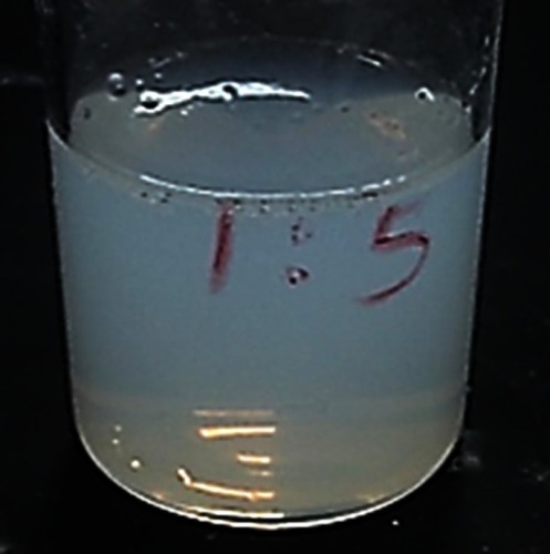 Figure 1 Photograph showing the macroscopic appearance of F12 formulation NPs dispersion (1:5 CS–SD complexes prepared using 0.3% polyvinyl alcohol).Abbreviations: NPs, nanoparticles; CS, chitosan; SD, sodium deoxycholate.