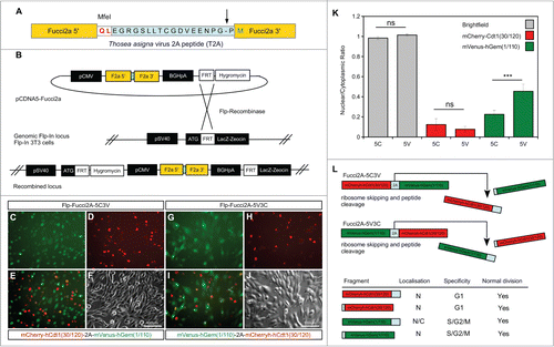 Figure 1. Design and validation of bicistronic Fucci2a expression constructs. (A) The Fucci2 probes mVenus-hGem(1/110) and mCherry-hCdt1(30/120) were fused using the Thosea asigna virus 2A peptide, the core T2A sequence is highlighted in blue and was inserted between the Fucci2 probes in both orientations. The T2A sequence comprises 18 amino acids, cleavage occurs between the final glycine and proline (arrow in A). In addition to these 17 amino acids 2 amino acids were added to create an MfeI restriction site for cloning; in total the 5′ Fucci probe has 19 amino acids added to its C-terminus while the 3′ Fucci probe incorporates one additional amino acid. (B) The resulting 2 versions of Fucci2a were termed Fucci2a-5C3V (5′ mCherry-hCdt1(30/120) 3′ mVenus-hGem(1/110)) and Fucci2a-5V3C (5′ mVenus-hGem(1/110) 3′ mCherry-hCdt1(30/120)) and were targeted to a single locus in NIH 3T3 cells using the Flp-In system to create 2 isogenic polyclonal Fucci2a cell lines. (C–J) Imaging of the resulting stable cell lines revealed that the addition of the 19 T2A amino acids resulted in mVenus-hGem(1/110) partially loosing its nuclear localization, mCherry-hCdt1(30/120) remained nuclear with the same addition (compare C to G and D to H). (K) Quantification of the nuclear to cytoplasmic ratio for both Fucci2 probes for the 2 Fucci2a cell lines revealed a statistically significant increase in the nuclear to cytoplasmic ratio of mVenus-hGem(1/110) in the Fucci2a-5V3C cell line (2-way ANOVA P = <0.0001, Tukey's HSD P < 0.0001). (L) Summary of the initial characterization showing that only mVenus-hGem(1/110) is sensitive to the additional 18 amino acids. Error bars in K = 95% Confidence interval.