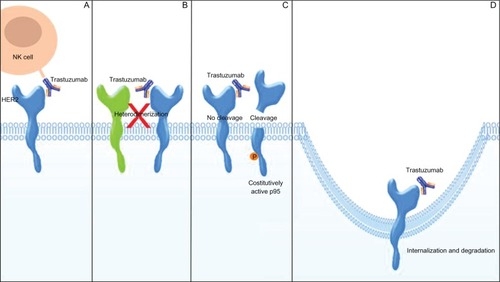 Figure 3 Mechanisms of action of trastuzumab. A) Trastuzumab may cause immune activation by recruiting natural killer (NK) cells, leading to cancer cells lysis. B) Trastuzumab may physically block either human epidermal growth factor receptor 2 (HER2) homodimerization or heterodimerization with other HER family partners. C) Trastuzumab may inhibit the shedding of HER2 extracellular domain, preventing the formation of p95. D) Trastuzumab may reduce the signaling from downstream pathways by the internalization and degradation of HER2.