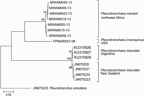 Figure 2. Evolutionary relationship of the genus Pleurobranchaea. Neighbor-joining phylogenetic tree performed with 15 CO1 sequences of 530 bp from representatives of the genus Pleurobranchaea. The optimal tree with the sum of branch length = 0.272 is shown. Numbers above nodes are bootstrap support values (1000 replicates).The tree is drawn to scale, with branch lengths in the same units as those of the evolutionary distances used to infer the phylogenetic tree. Terminal values are the identifiers for the individual CO1 sequences available for Pleurobranchaea maculata in GenBank and of P. meckeli and P. inconspicua in the Public Data Portal of the BOLD system.