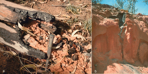 Figure 2 (a) Burnt log with termite earth within, Andoom. (b) Burnt root in bauxite. Bench is 3 m high.