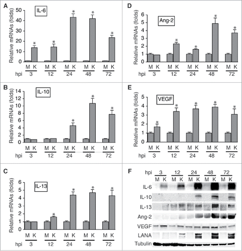 Figure 2. KSHV acute infection of HUVECs induces expression of cytokines that are known to promote differentiation and polarization of monocytes into M2 macrophages/TAMs. A, B, C, D, and E, relative levels of the mRNAs encoding IL-6, IL-10, IL-13, Ang-2, and VEGF in HUVECs infected with mock (M) or KSHV (K) at different hours post-infection (hpi), measured by qRT-PCR. Differences in mRNA levels between M and K with a P value < 0.05 are marked with a star. F, Western blot detection of IL-6, IL-10, IL-13, Ang-2, and VEGF proteins in the supernatants of mock (M) or KSHV (K)-infected HUVECs. The protein level of β-tubulin in cells corresponding to each supernatant was measured to demonstrate that equal numbers of cells were used for the comparison between mock (M) and KSHV (K) at time point (hpi).