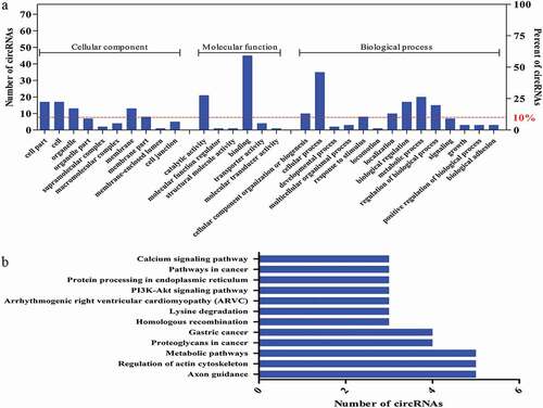 Figure 7. The presumed encoded polypeptide functions of differentially expressed circRNAs. a) GO analysis of the genes related to the 75 selected circRNAs with coding potential. GO annotations of the linear counterparts of the selected 75 circRNAs in the subcategories CC, MF, and BP. The left and right y-axes indicate the number of genes in a category and the percentage of a specific category of genes in the main category, respectively. b) KEGG pathway enrichment analysis of the genes that produced the selected 75 circRNAs. The y- and x-axes indicate the pathways and the number of circRNAs.