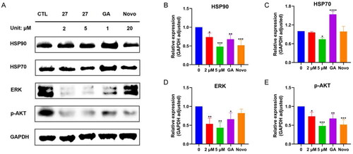 Figure 9. Western blotting assays. (A) Expression of HSP90, HSP70, ERK, p-AKT in MCF-7 cells after 24 h treatment with 27; quantification analysis of detected proteins HSP90 (B), HSP70 (C), ERK (D), and p-AKT (E). Data represent the mean ± SD. *p < 0.05, **p < 0.01, ***p < 0.001 and ****p < 0.0001 by one-way ANOVA compared with vehicle-treated control group.