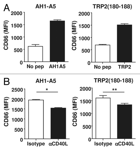 Figure 4. Peptide-induced CD40L expression leads to dendritic cell maturation. (A) Splenocytes from AH1-A5 or TRP2180–188-immunized mice (n = 3) were stimulated for 24 h with the corresponding peptide and CD86 expression was measured in CD11c+, I-Ad+ or I-Ab+ dendritic cells (DCs) by immunofluorescence staining and flow cytometry. (B) Splenocytes from peptide-immunized mice (n =3 ) were stimulated as above in the presence of anti-CD40L or isotype control antibodies and CD86 expression on DC was analyzed. Data are representative of 3 independent experiments. Statistical analyses were performed by Mann–Whitney U tests; * P < 0.05, **; P < 0.01)