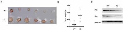 Figure 6. GMFG depletion promotes tumorigenesis in vivo a. Tumors were excised after euthanizing mice at the end of study, and two representative tumors from each group is shown to depict tumor size. b. Tumor weight were calculated. c. Total tissue lysates, prepared from the excised tumors, were utilized to measure the expression level of p21, Bax and GAPDH by Western blot.