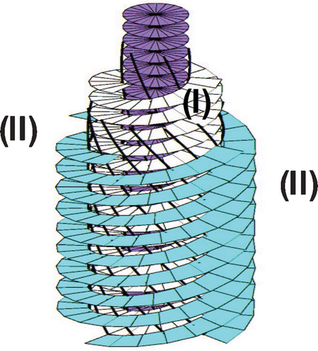 Geometrical model of a smectic double twist cylinder giving rise to the experimental smectic peaks (called region (I) in figure 12). In this picture, the surfaces represent the smectic layers and the black lines wrapping around the cylinder represent the screw dislocations. However, smectic order persists between cylinders and gives rise to the continuous smectic ring (region labelled (II) in figure 12) [Citation20].