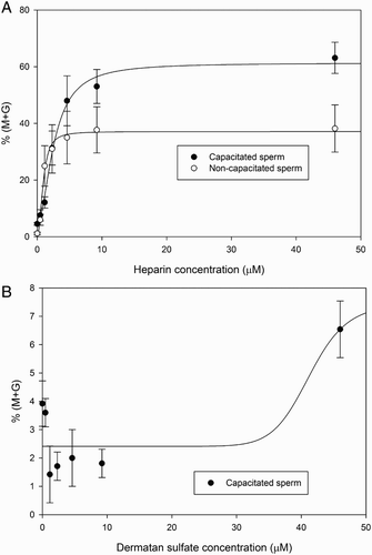 Figure 3.  Heparin and dermatan sulfate (DS) dose-response curves for sperm decondensation of capacitated and non-capacitated murine spermatozoa. Dose-response curves were obtained following 15 minute incubation of murine spermatozoa in the presence of different concentrations of heparin or DS and 10 mmol/l glutathione (GSH). Decondensation is expressed as %(M + G) and results correspond to mean ± SEM of 4 independent experiments. Panel A) heparin dose response curve in capacitated (•) and non-capacitated (o) spermatozoa. Decondensation was significantly higher for all heparin concentrations tested when compared to GSH alone (ANOVA+ Tukey-Kramer Multiple Comparison Test, p < 0.01, n = 4). Panel B) DS dose response curve in capacitated spermatozoa. Only the highest DS concentration tested resulted in a significant increase in decondensation compared to GSH alone (ANOVA+ Tukey-Kramer Multiple Comparison Test, p < 0.01, n = 4). Total decondensation (%M + G) was determined as the sum of %M (moderately decondensed) and %G (grossly decondensed) spermatozoa.