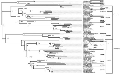 Figure 1. Phylogenetic analysis of 86 Brachyura species based on concatenated amino acid sequence from 13 mitochondrial protein coding genes. The detailed list of species and accession number can be found in Supplementary Table S1. The tree was constructed using MEGAX (maximum-likelihood, JTT matrix based model, +G and complete deletion).