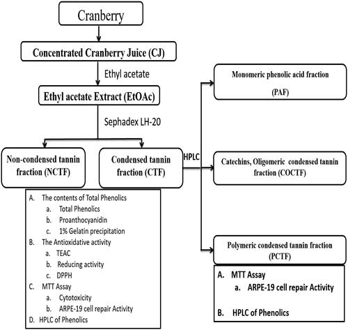 Figure 1. Flow chart or schematic representation of the current study.