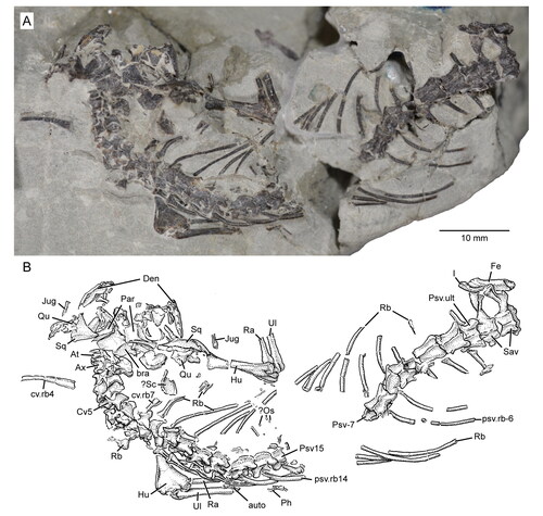 Figure 17. Partial skeleton of the holotype specimen (USNM PAL 722041, ‘skeletal block’) of Opisthiamimus gregori gen. et sp. nov. A, digital photograph in dorsal view; B, interpretive camera lucida drawing for A. Abbreviations: At, atlas or presacral vertebra no. 1; auto, autopodium; Ax, axis or presacral vertebra no. 2; bra, braincase; Cv5, cervical or presacral vertebra no. 5; cv.rb4, cervical rib no. 4; cv.rb7, cervical rib no. 7; Den, dentary; Fe, femur; Hu, humerus; I, ilium; Jug, jugal; ?Os, possible osteoderm; Par, parietal; Ph, phalanx; Psv15, presacral vertebra no. 15; Psv-7, seventh from last presacral vertebra; psv.rb14, presacral rib no. 14; psv.rb-6, sixth from last presacral rib; Psv.ult, ultimate or last presacral vertebra; Qu, quadrate; Ra, radius; Rb, rib; Sav, sacral vertebra; ?Sc, possible scapula; Sq, squamosal; Ul, ulna.