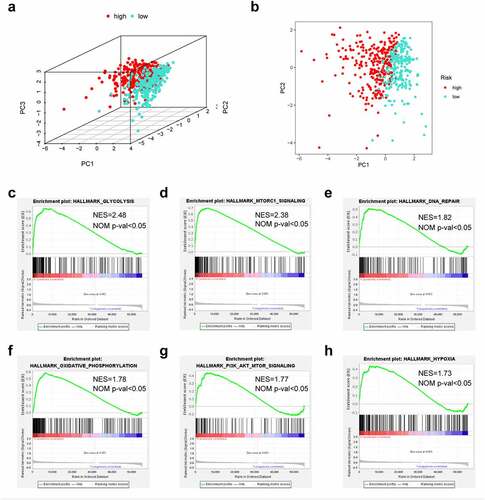 Figure 6. The low-risk and high-risk groups exhibited different distribution statuses and gene-set enrichment analysis (GSEA). (a) Principal components analysis (PCA) of risk groups based on the pyroptosis-associated gene sets; (b) GSEA on glycolysis; (c) GSEA on mTORC1 pathway; (d) GSEA on DNA repair; (e) GSEA on oxidative phosphorylation; (f) GSEA on PI3K/AKT/mTOR pathway; (g) GSEA on hypoxia