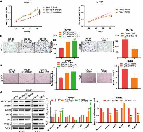 Figure 3. Effect of BATF2 on TSCC angiogenesis.