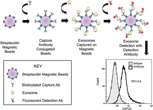 Figure 2. Detection of CSPG4+ exosomes immunocaptured on beads by flow cytometry. Exosomes are captured on streptavidin-labelled beads using pre-titered biotin-labelled anti-CSPG4 mAb (763.74 mAb). The antigen (CSPG4) carried by the bead-bound exosomes is detected using a fluorochrome-labelled and pre-tittered detection anrti-CSPG4 mAb (225.28 mAb). The flow cytometry-based detection provides the relative fluorescence intensity (RFI) value for exosomes carrying the antigen. RFI = MFI of detection Ab/MFI of isotype control Ab.