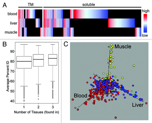 Figure 3. Global analysis of NE tissue differences. (A) All proteins identified in all tissues are plotted in the heatmap with TM proteins on the left and soluble proteins on the right. Color-coding is for log-transformed dNSAF values, indicating the relative abundance within a particular tissue with red meaning high abundance and blue low abundance. Raw dNSAF values are given in Table S3. Black indicates absence from a particular data set. The PHA-activated blood leukocyte data set was used, but results are indistinguishable from the separate unstimulated blood leukocyte data set. The differences between tissues and the lack of a correlation between abundance in a tissue and overall abundance further support the tissue specificity. (B) The percent identity between mouse, rat and human homologs was calculated for all NE proteins and the distribution is plotted using variable width Tukey boxplots according to the number of tissues in which each protein was found. The proteins found in all three tissues were significantly more conserved in sequence than the proteins found in just one (Kolmogorov-Smirnov test: D = 0.1547, p value 4.0 x 10−15). (C) NE proteins that were identified in at least 60% of runs compared with data from the BioGPS transcriptome database. Proteins identified in different tissues were color-coded: PHA-activated human blood leukocytes (red), rat muscle (yellow), rat liver (blue), PHA-activated blood leukocytes and muscle (orange), PHA-activated blood leukocytes and liver (purple), muscle and liver (green), all three tissues (brown). These were then plotted according to their level of expression in the different tissues such that those more specifically expressed in human blood, muscle or liver respectively climb along the x-, y- and z-axis. Note that the BioGPS transcriptome database did not have a separate leukocyte-enriched population similar to that used for the proteomic analysis; therefore, whole blood was used for the comparison because expression in this tissue should encompass all the proteins identified in the more restricted blood leukocyte NE data sets.