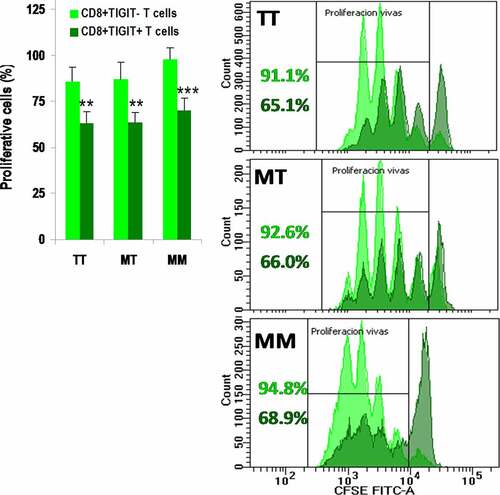 Figure 5. TIGIT suppresses proliferation of CD8+ T cells after anti-CD3/CD28 stimulation. Percentage of proliferative cells within CD8+TIGIT− (light green) and CD8+TIGIT+ (dark green) T cells after anti-CD3/CD28 in vitro stimulation, according to the −21 M/T genotype. Cells for each donor were assayed in triplicate and results are shown as mean±SEM. ** < 0.01 and *** < 0.001 in the Student’s t test comparing CD8+TIGIT− and CD8+TIGIT+ T cells. Representative proliferation histograms are shown for each genotype