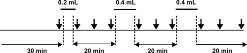 Figure 1 Experimental protocol. ↓ – time point of evaluation of hemodynamic parameters.