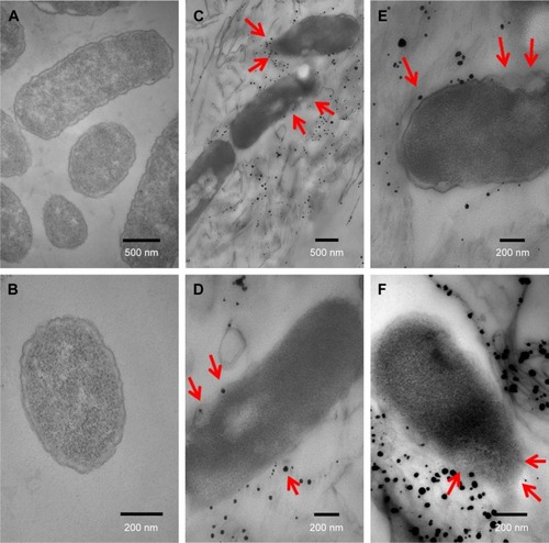 Figure 5 TEM images of Escherichia coli cells not exposed to GO-Ag nanocomposite (A, B); and E. coli cells treated with 15 µg·mL−1 GO-Ag for 2 h (C–F). The cell membranes were found to be disrupted after contact with GO-Ag. The disruption of the bacterial cell and subsequent leaking of intracellular contents are highlighted by red arrows in C–F.Abbreviations: TEM, transmission electron microscopy; GO-Ag, graphene oxide-silver nanocomposite; h, hours.