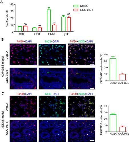 Figure 3 GDC-0575 inhibits the infiltration of macrophages in colons. (A) Flow cytometry analysis of immune cells infiltration in colons of CAC mice treated with DMSO or GDC-0575 (n=3, **p<0.01). (B) Immunofluorescence staining of F4/80 and iNOS expression in colons of CAC mice treated with DMSO or GDC-0575. The percentage of F4/80 and iNOS positive cells in each frame was analyzed (n=3, **p<0.01; Scale bar = 200 μm). (C) Immunofluorescence staining of F4/80 and iNOS expression in colons of colitis mice treated with DMSO or GDC-0575. The percentage of F4/80 and iNOS positive cells in each frame was analyzed (n=3, **p<0.01; Scale bar = 200 μm).